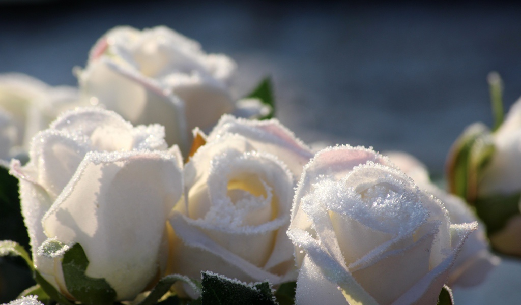 Белые цветы роз в инее 