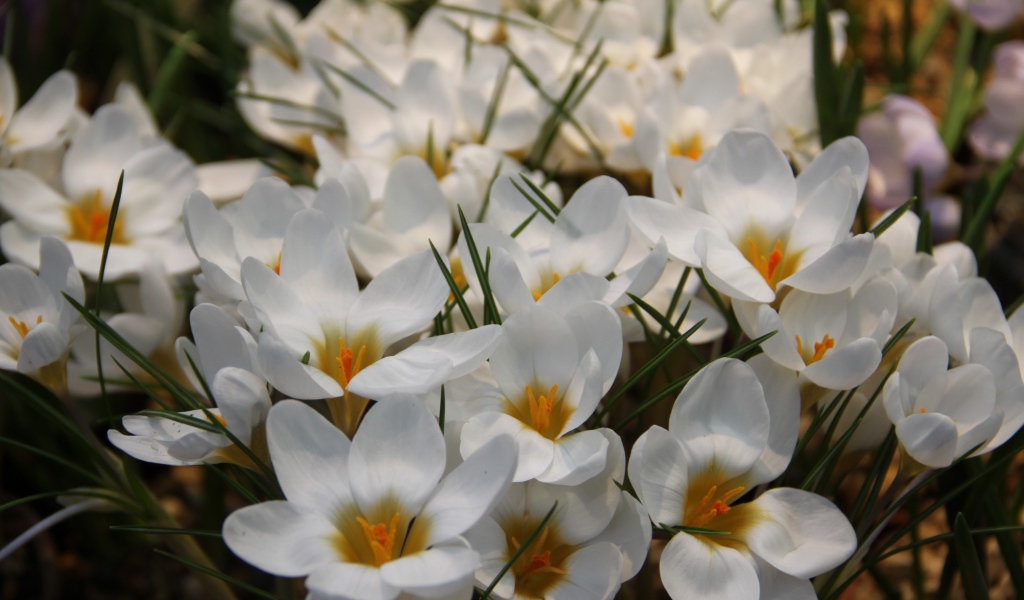 Белые маленькие цветы крокусы с зелеными листьями