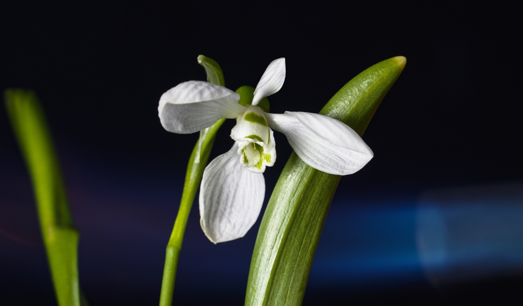 Белый цветок подснежника с зелеными листьями крупным планом