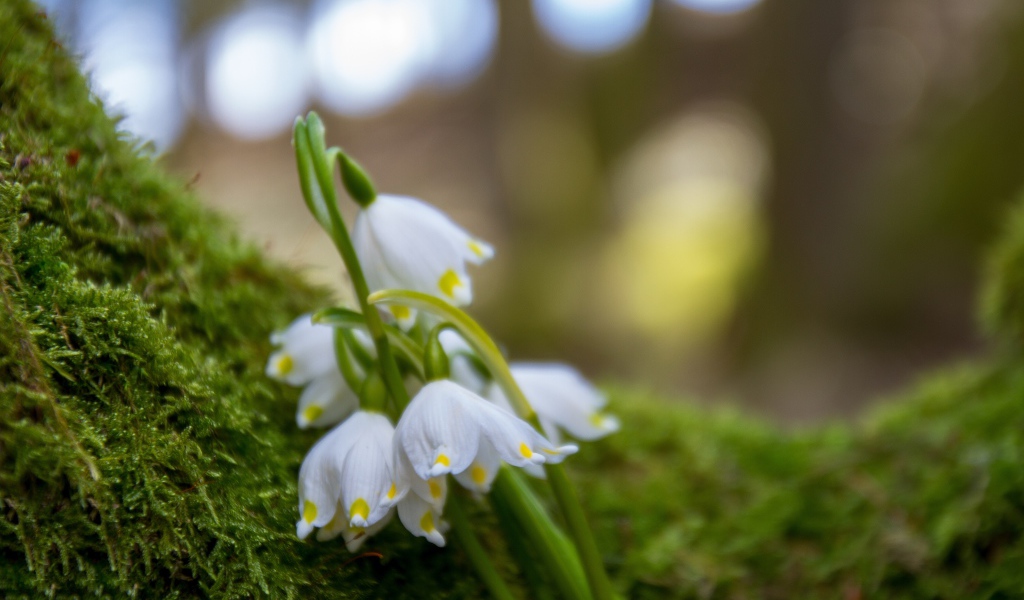Белые цветы подснежника лежат на зеленом мху 