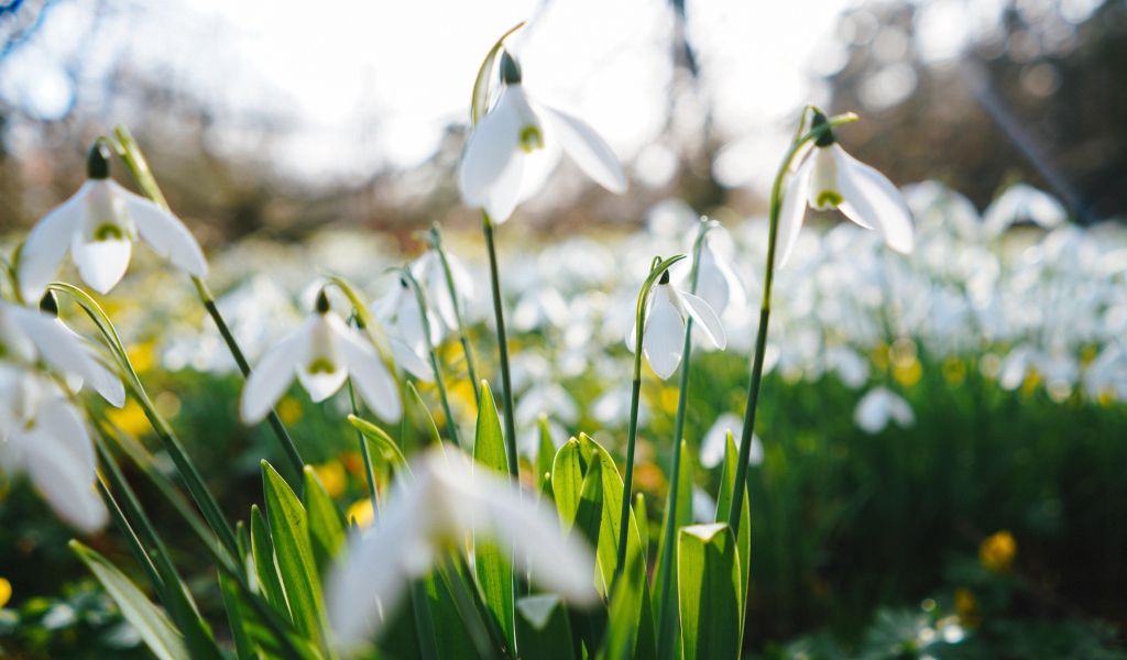 Белые цветы подснежника на поле 