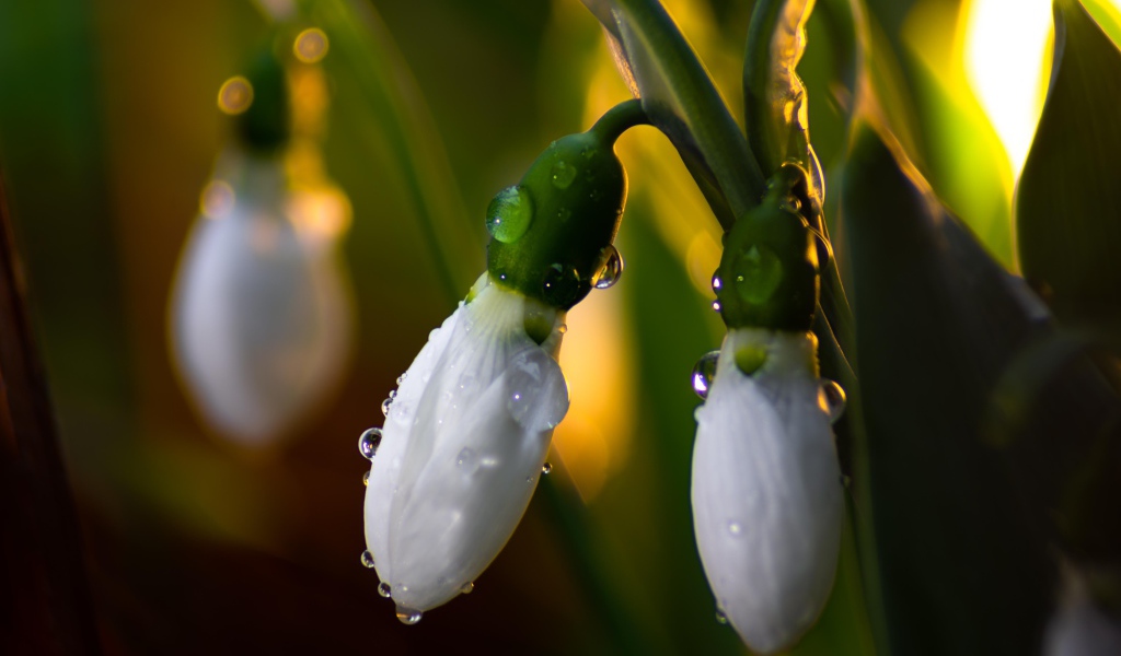 Белые подснежники в каплях росы крупным планом