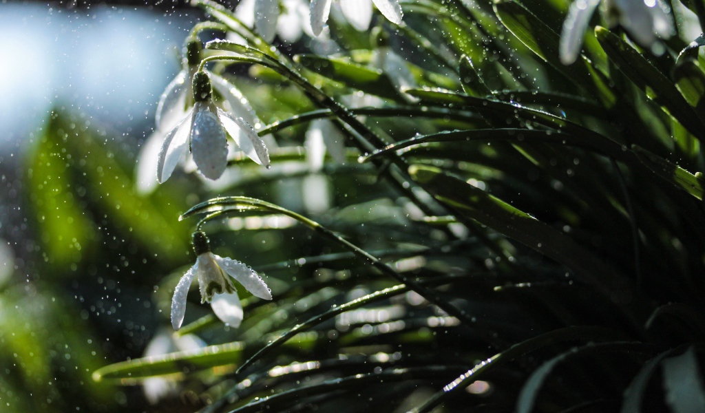 Белые подснежники под дождем
