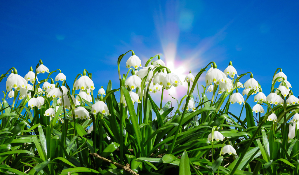 Белые подснежники в лучах солнца под голубым небом