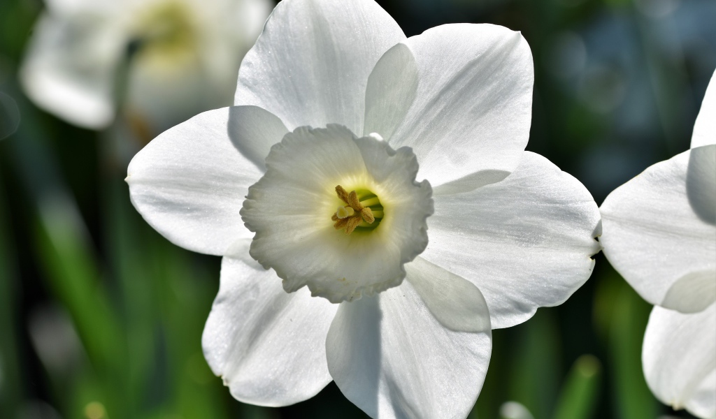 Белый цветок весеннего нарцисса крупным планом
