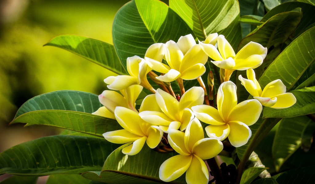 Желтые цветы плюмерии с зелеными листьями 