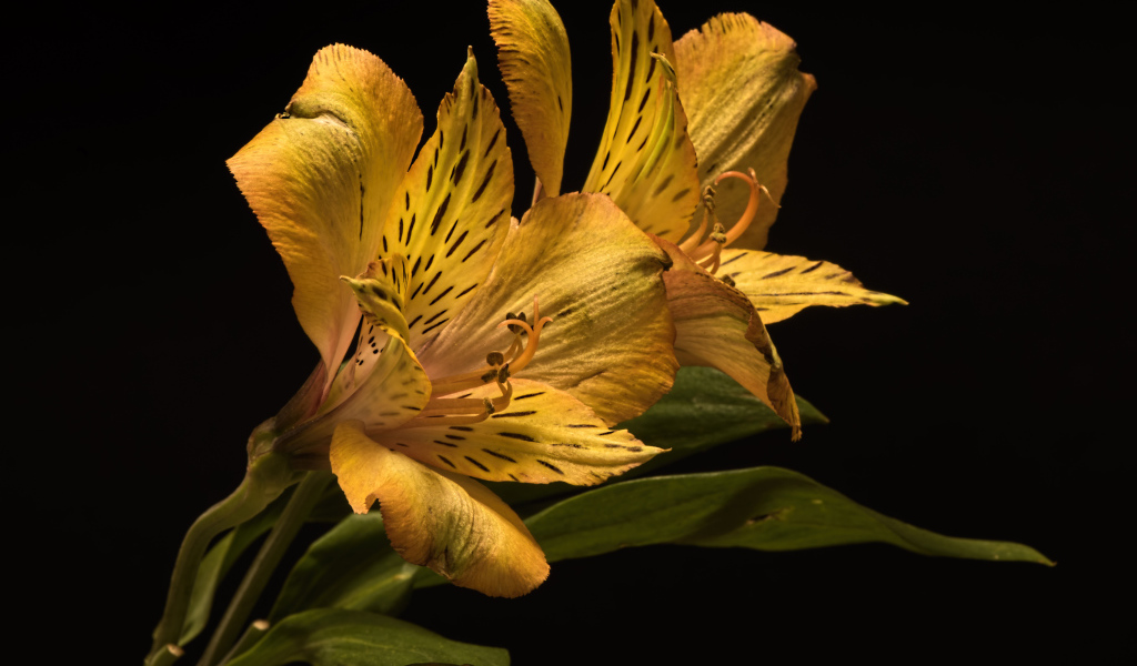 Желтый цветок альстромерии на черном фоне