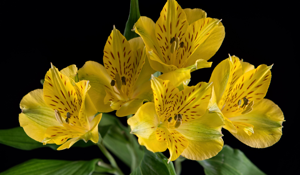 Желтые цветы альстромерии на черном фоне
