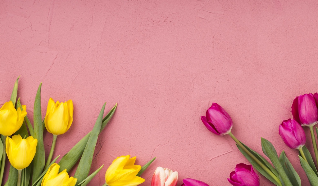 Желтые и сиреневые тюльпаны на розовом фоне 