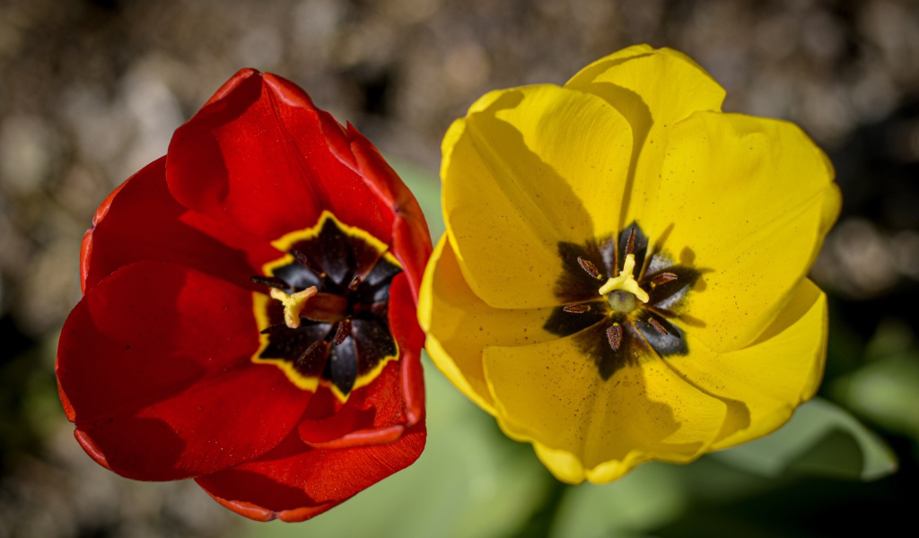 Желтый и красный тюльпаны в лучах солнца 