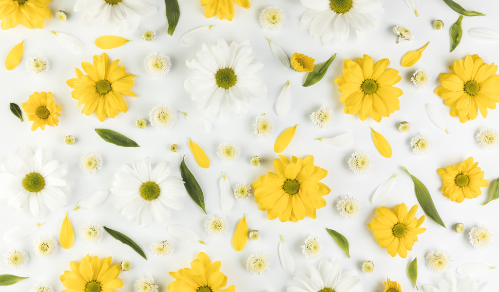 Желтые и белые хризантемы на белом фоне