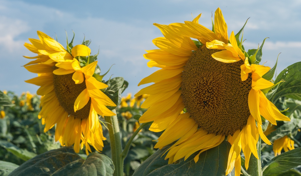 Желтые большие цветы подсолнуха на поле
