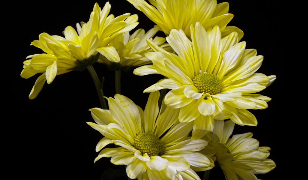 Желтые ромашковидные хризантемы на черном фоне