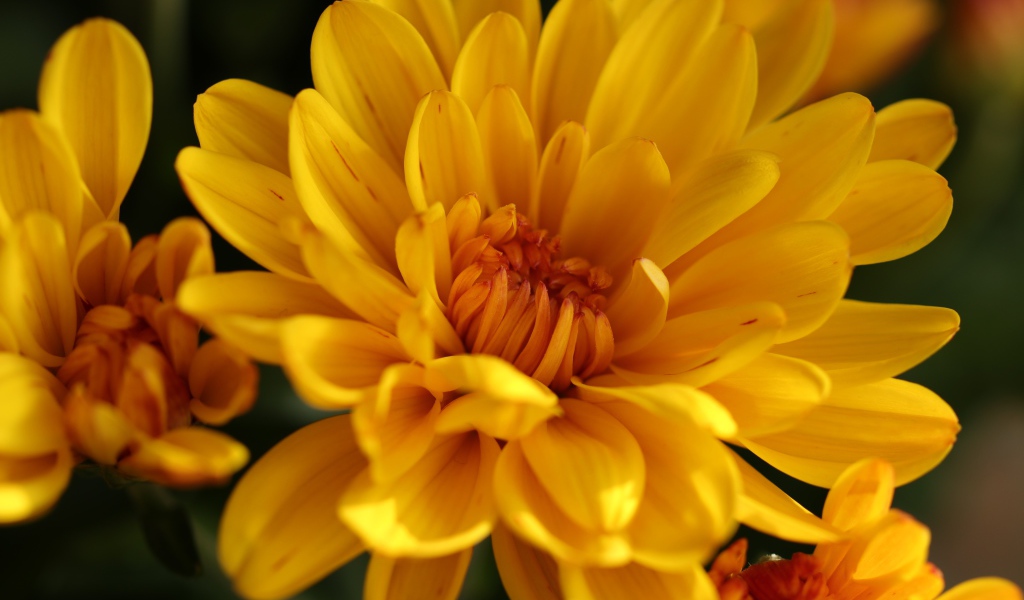 Желтые цветы хризантемы крупным планом 