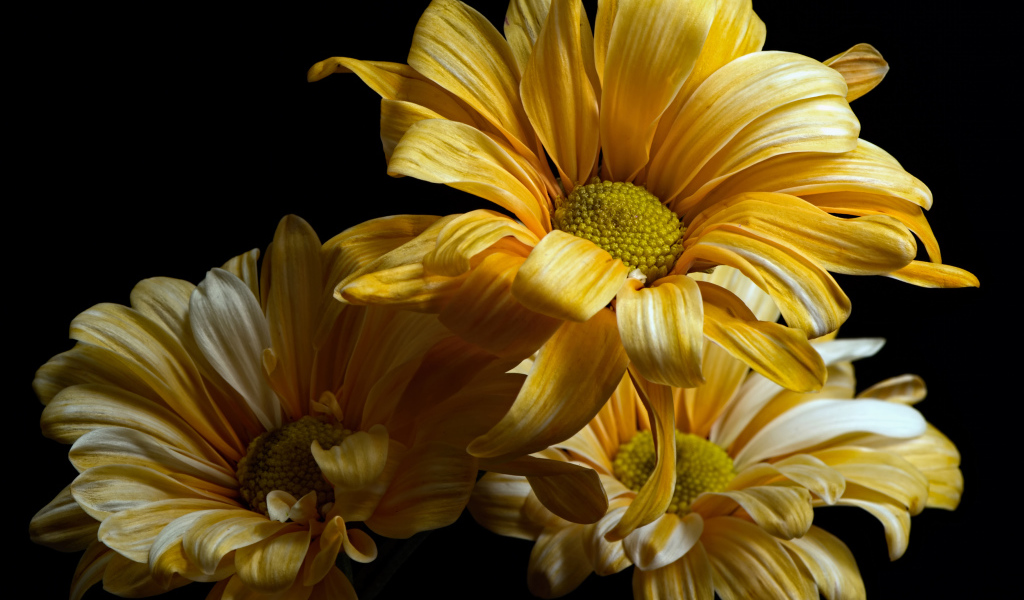 Желтые цветы хризантемы на черном фоне крупным планом