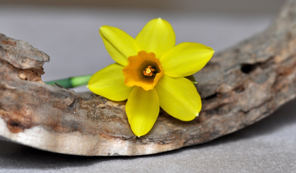 Желтый цветок нарцисса лежит на коре 