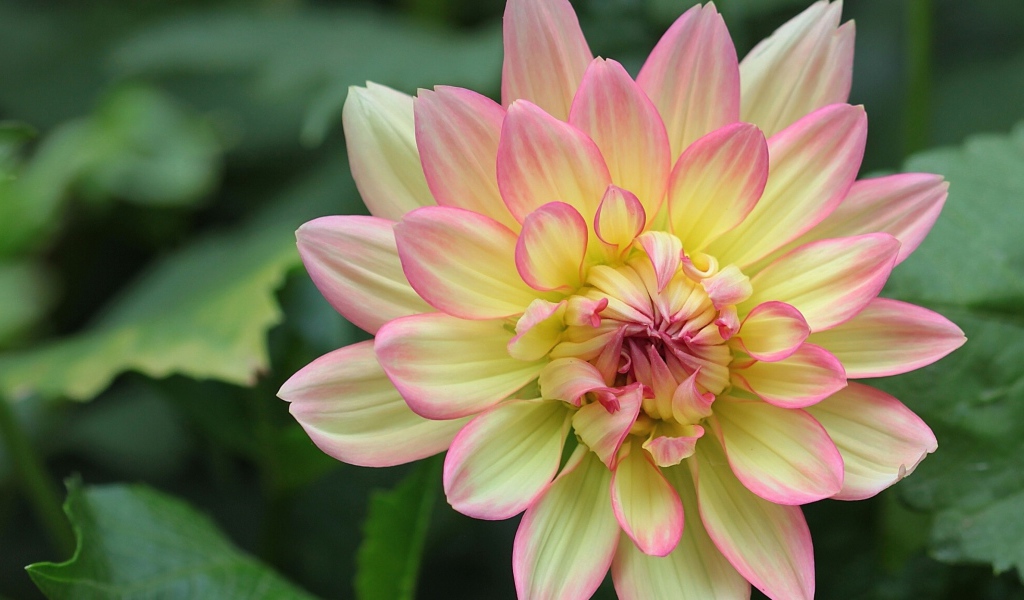 Желтая георгина с розовыми лепестками 