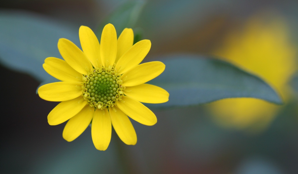 Желтый цветок на размытом фоне крупным планом