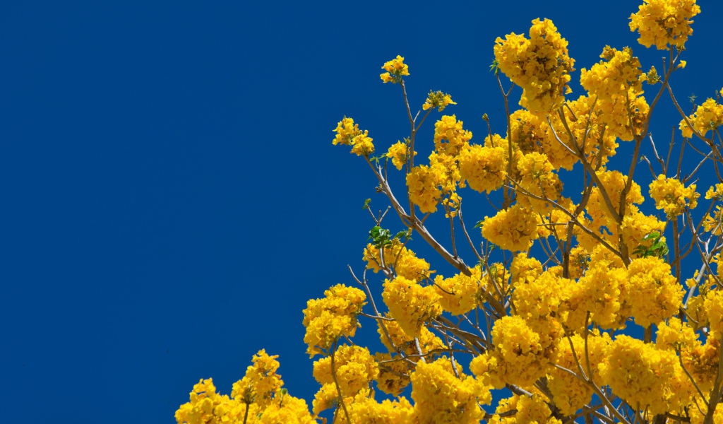 Желтые цветы на ветках дерева под голубым небом 