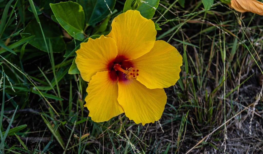 Желтый цветок гибискуса в траве 