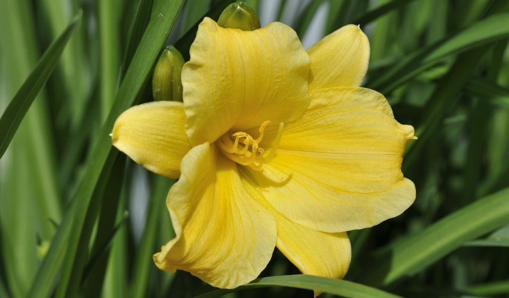 Желтый цветок лилии с бутонами в зеленых листьях 