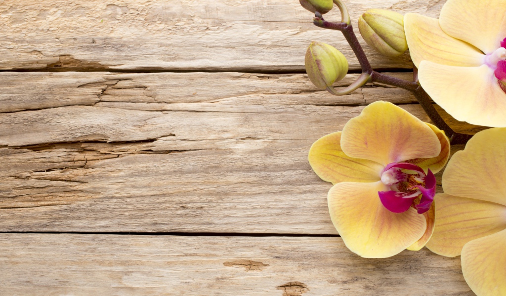 Желтая орхидея с бутонами на деревянном столе