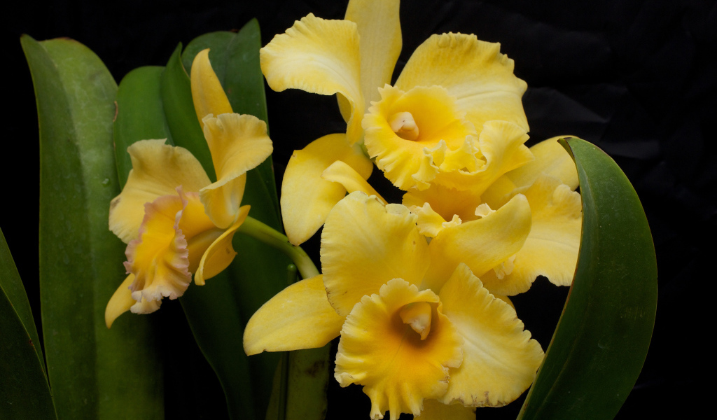 Желтые орхидеи с зелеными листьями на черном фоне