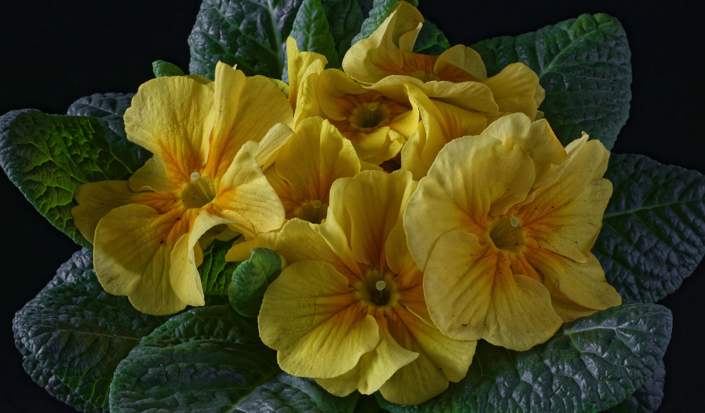 Желтый цветок примула с большими зелеными листьями 