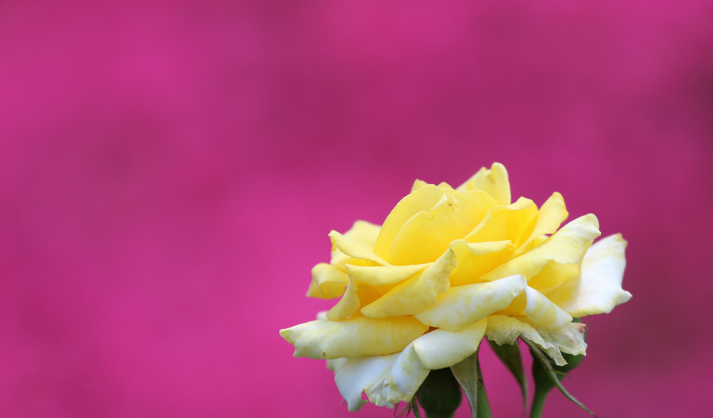 Цветок желтой розы на розовом фоне 