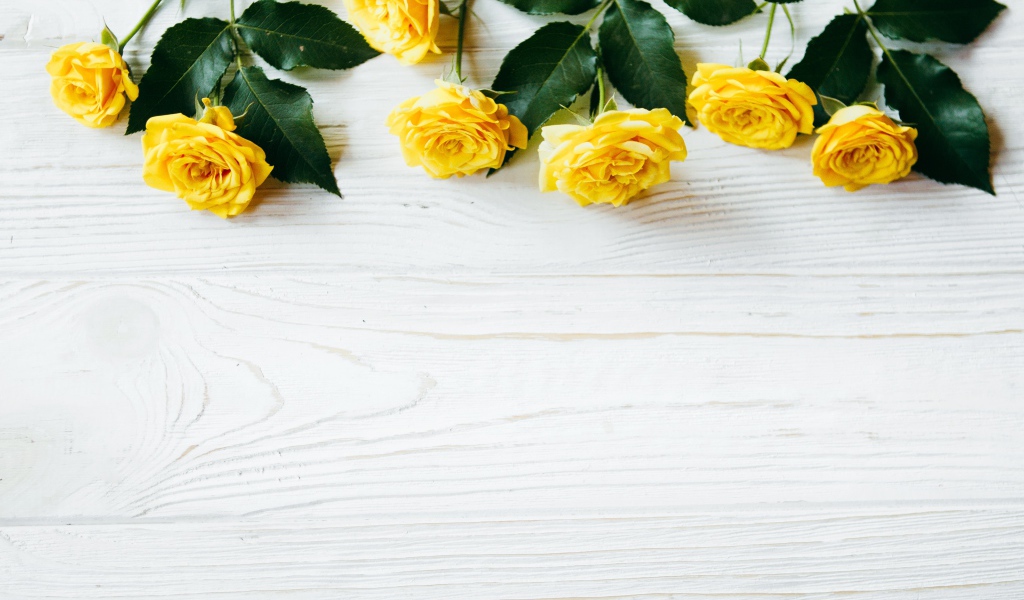 Желтые розы с большими зелеными листьями на белом фоне