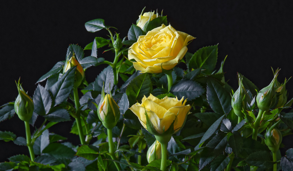 Желтые розы с бутонами в зеленых листьях на черном фоне