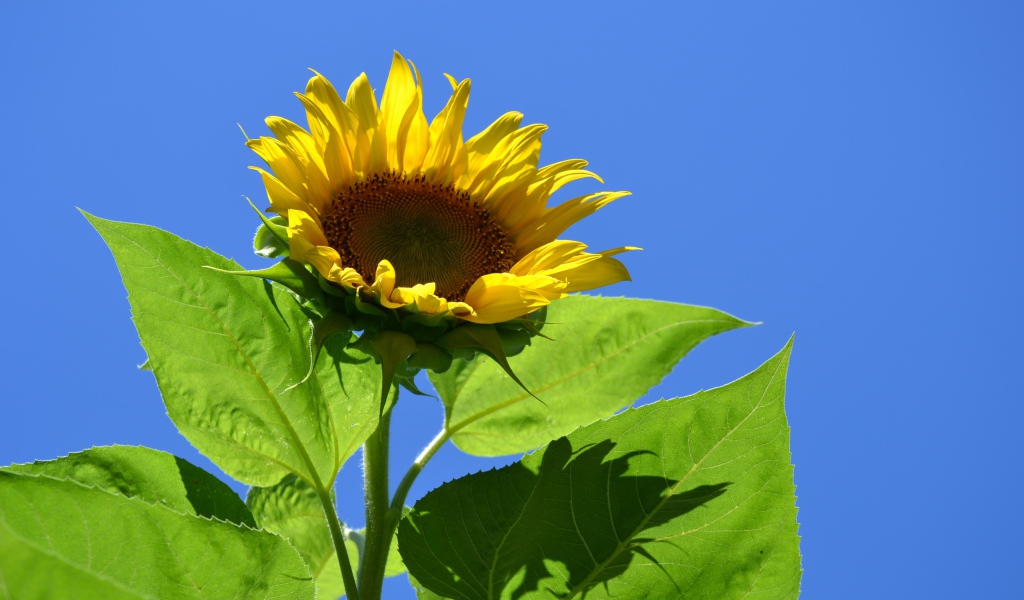 Желтый цветок подсолнуха в лучах солнца на фоне голубого неба