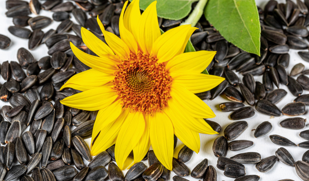 Желтый цветок подсолнуха с семечками