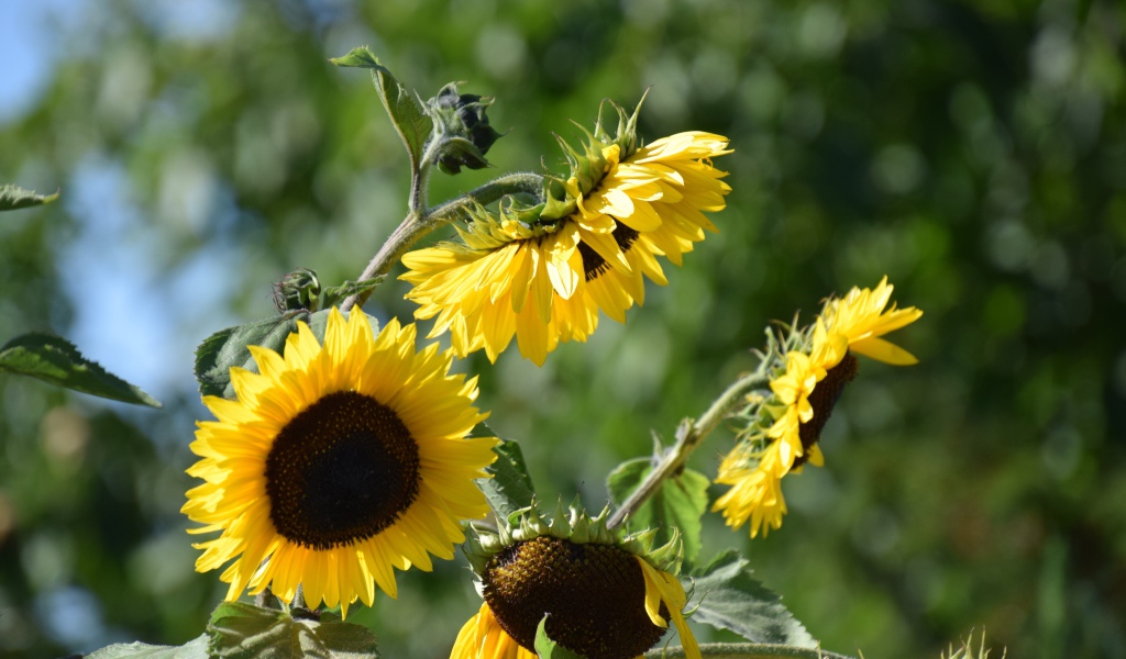 Желтые цветы подсолнуха в лучах солнца 