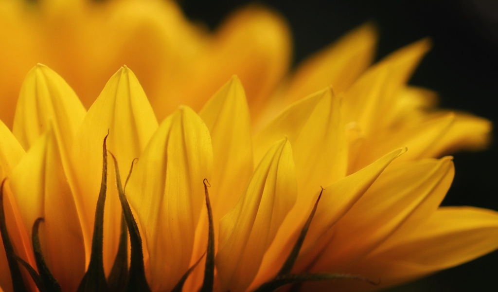 Желтые лепестки подсолнуха крупным планом