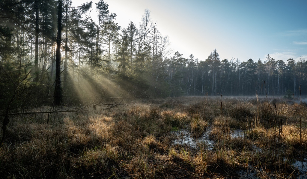 Холодный лес туманным утром 