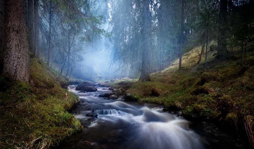 Быстрый ручей в хвойном лесу в тумане