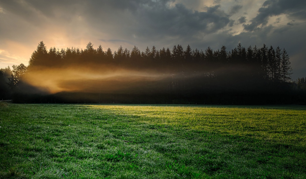 Туман над зеленым лугом у хвойного леса утром
