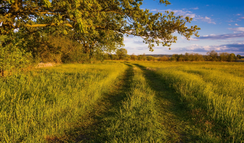 Покрытая травой дорога в лесу 