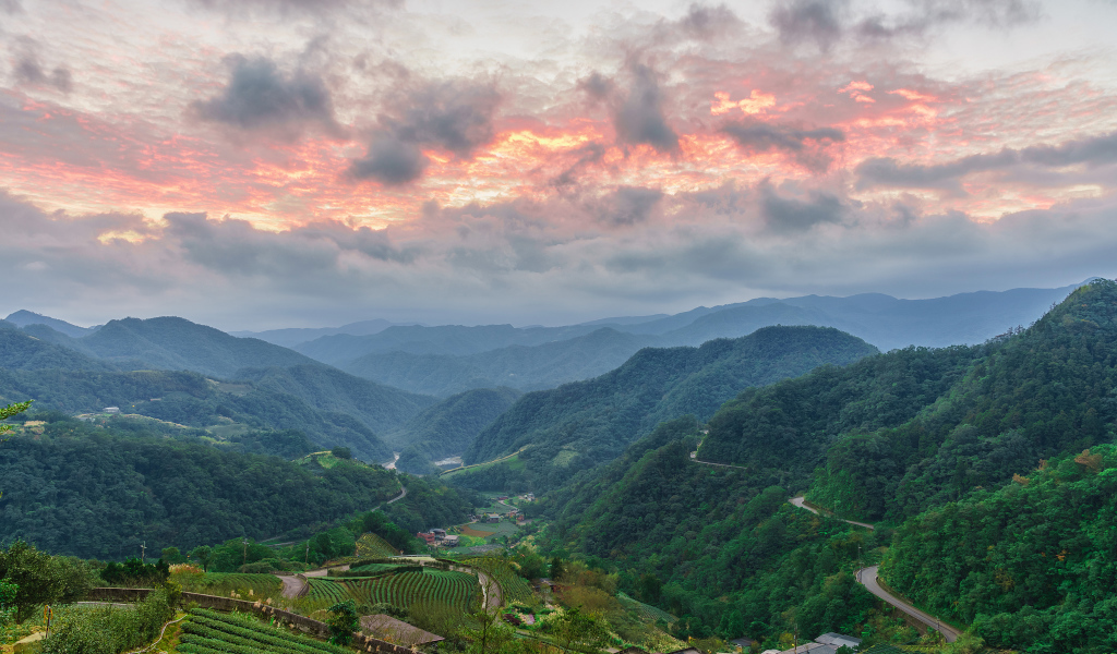 Зеленые заросли леса под красивым небом на закате 
