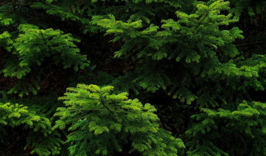 Зеленые еловые ветки крупным планом