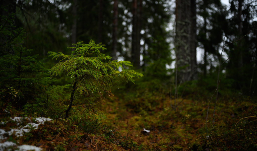 Маленькая ель в хвойном лесу 