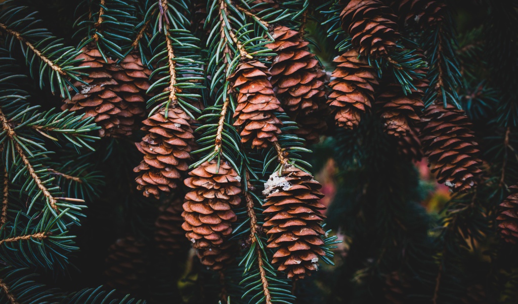 Много шишек на ветке зеленой ели 