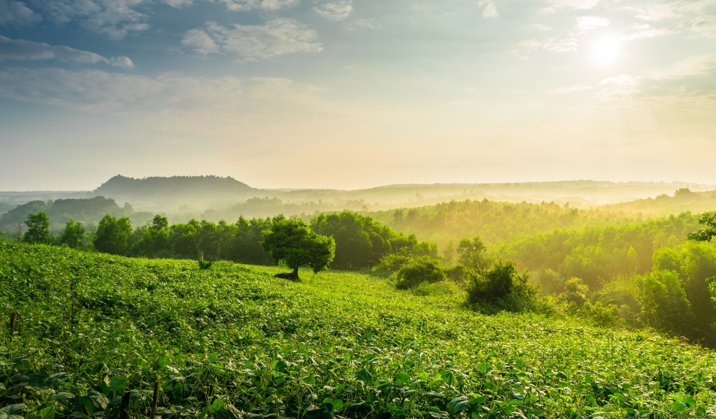 Туман окутал зеленые заросли леса на рассвете