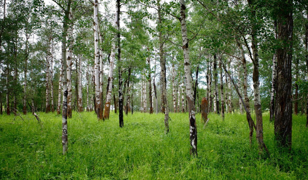 Стройные белые березы с зеленой травой