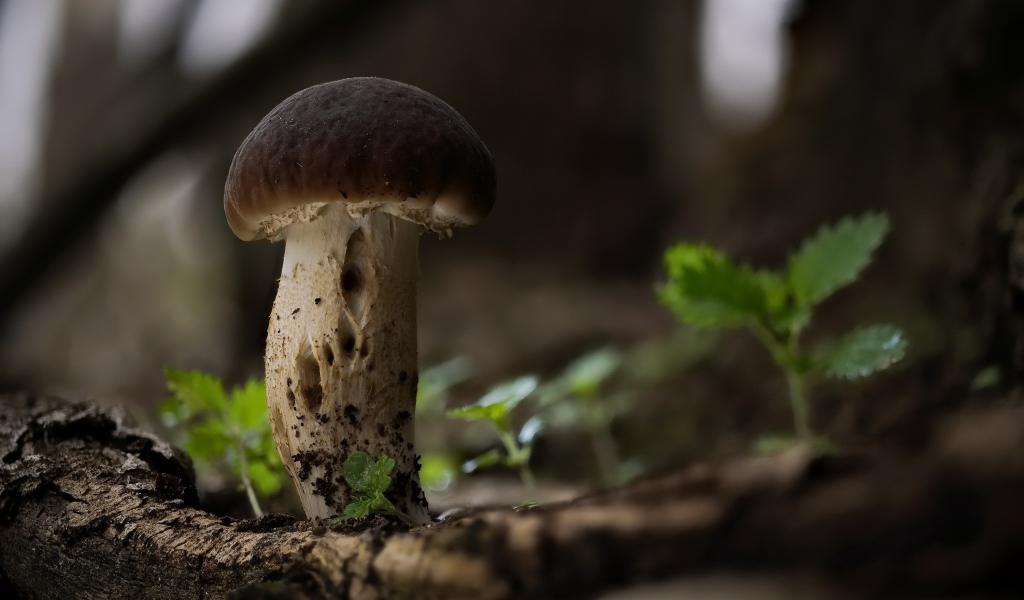 Маленький белый гриб растет на сухом дереве 