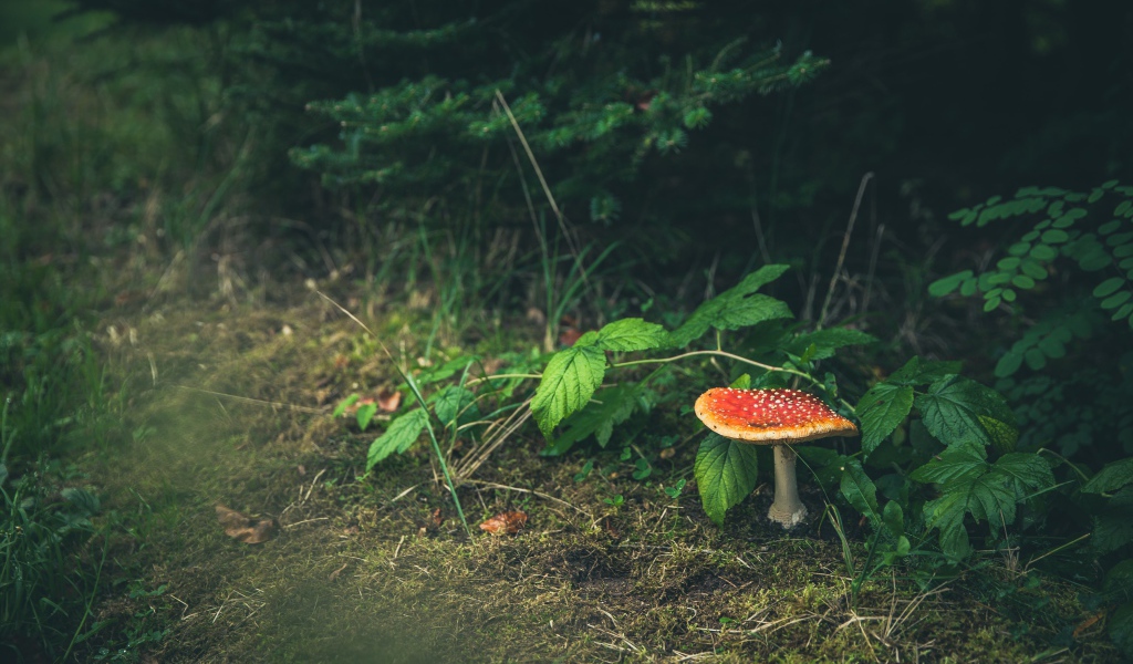 Гриб мухомор растет под зелеными листьями