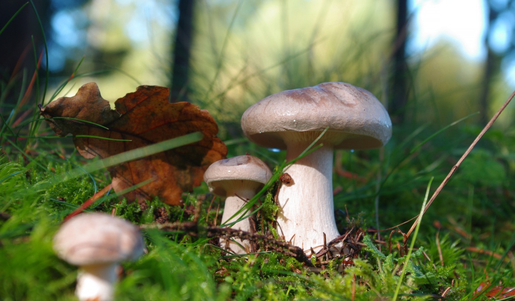 Beautiful forest mushrooms on moss covered ground