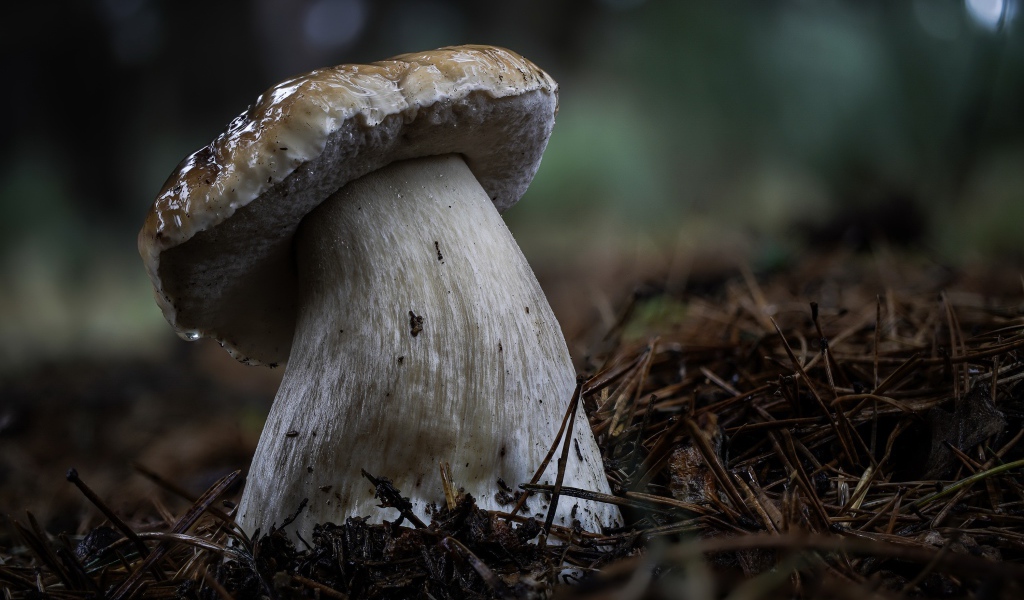 Большой белый гриб на земле в хвойном лесу 