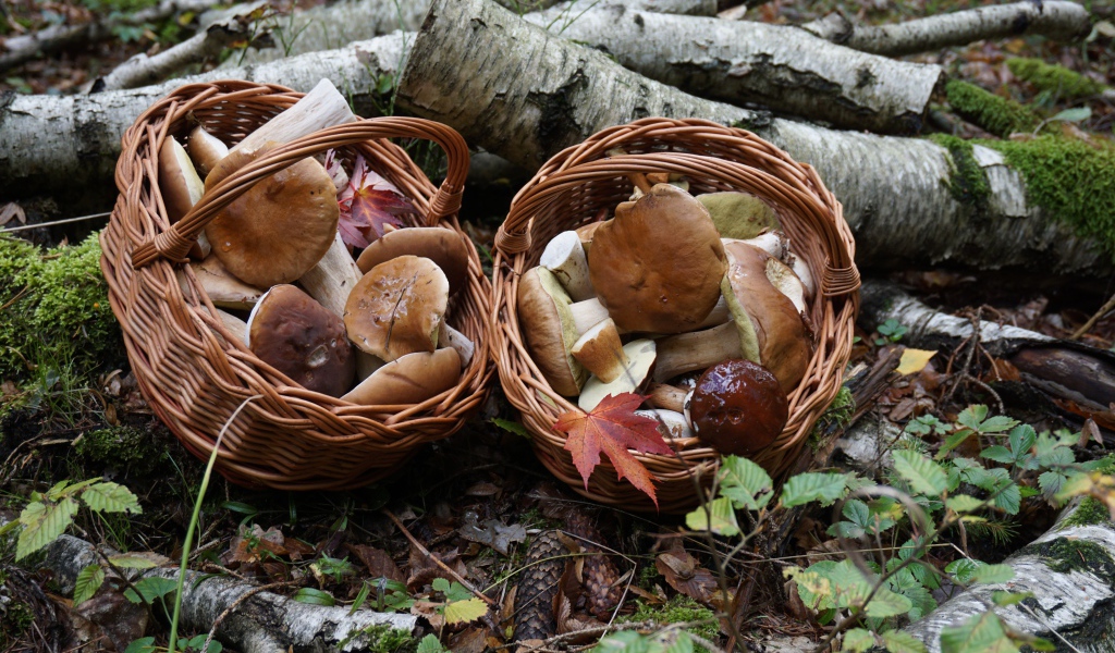 Лесные грибы в корзинках на земле